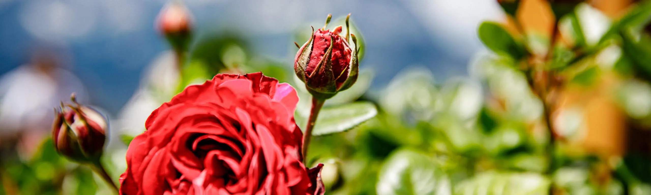 Blume